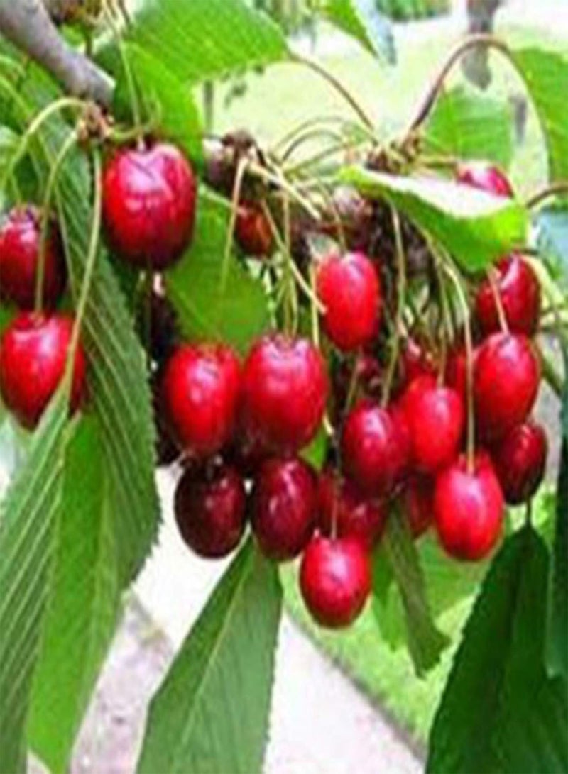 GGOOT 50Pcs Delicious Orange Apple Cherry Kiwi Fruit Seeds Bonsai Tree Ornamental - 50pcs Apple Seeds - Flower Seeds Vegetable Seeds Fruit Seeds Garden Plant Seeds  - Image 3