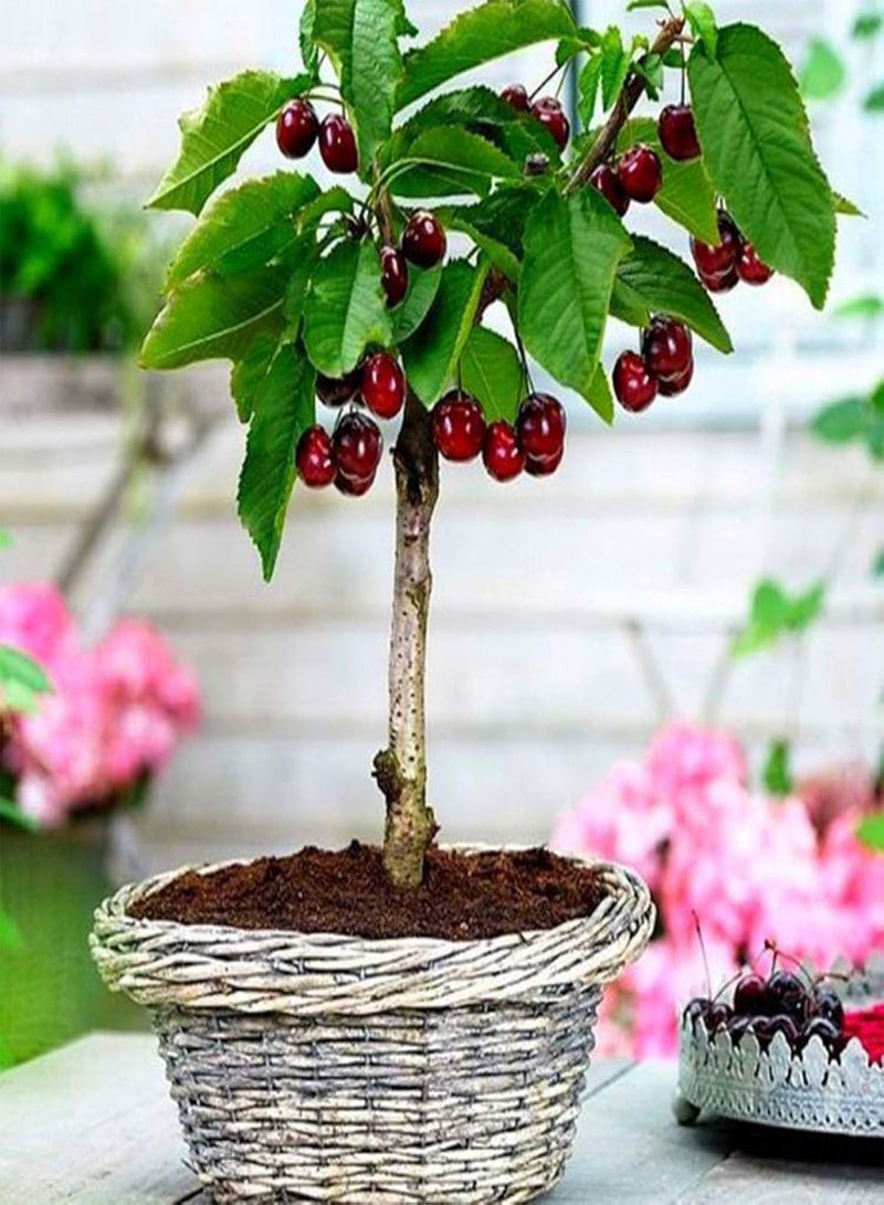 GGOOT 50Pcs Delicious Orange Apple Cherry Kiwi Fruit Seeds Bonsai Tree Ornamental - 50pcs Apple Seeds - Flower Seeds Vegetable Seeds Fruit Seeds Garden Plant Seeds  - Image 5