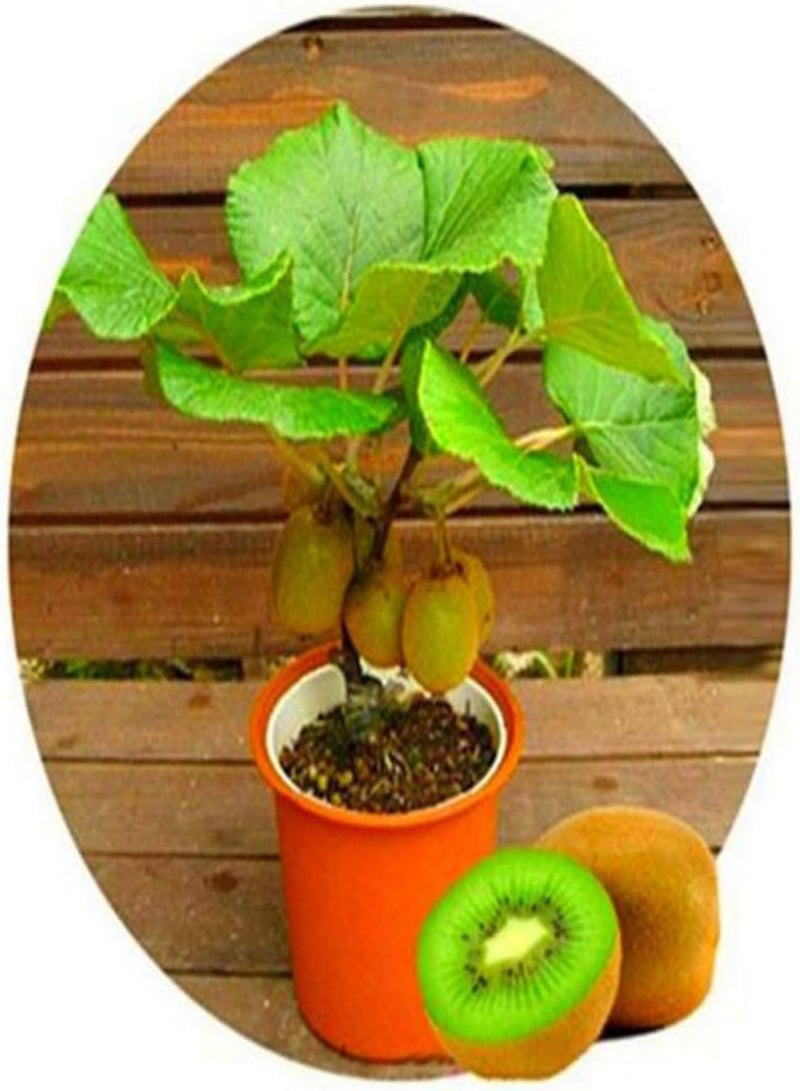 GGOOT 50Pcs Delicious Orange Apple Cherry Kiwi Fruit Seeds Bonsai Tree Ornamental - 50pcs Apple Seeds - Flower Seeds Vegetable Seeds Fruit Seeds Garden Plant Seeds  - Image 4