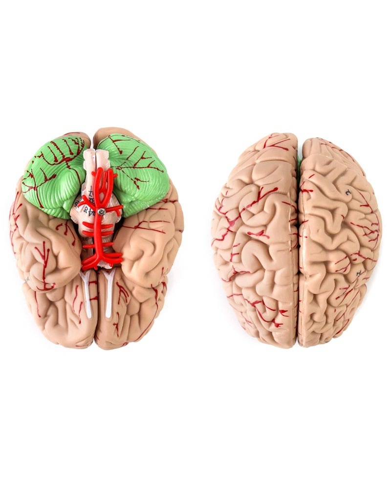 QWORK Human Skull and Brain Anatomy Model, 11 Parts, Life Size, Numbered, Anatomically Accurate, for Science Teaching Learning - Image 4
