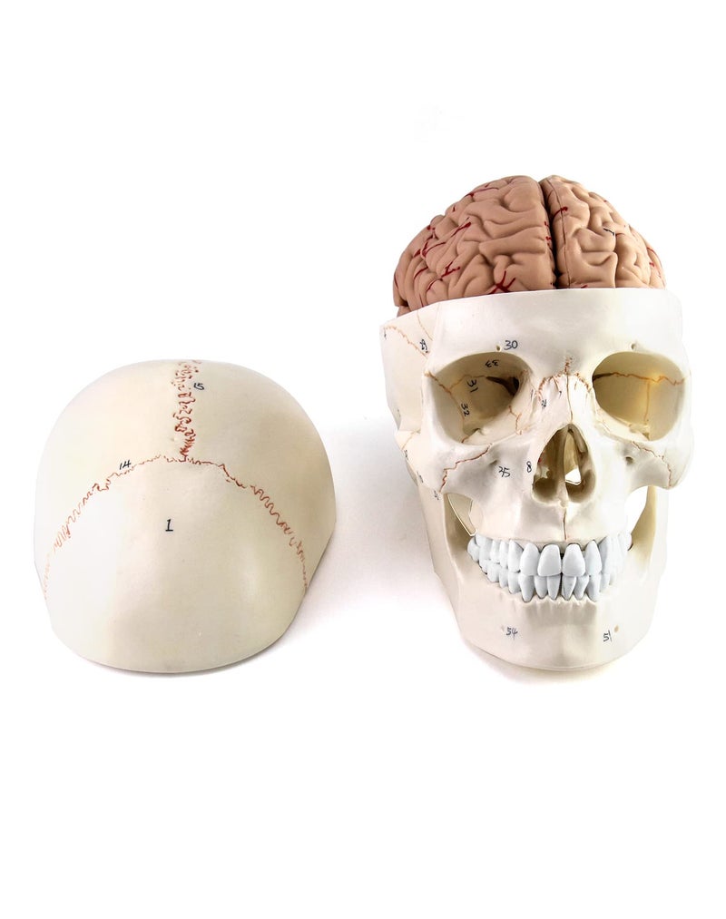 QWORK Human Skull and Brain Anatomy Model, 11 Parts, Life Size, Numbered, Anatomically Accurate, for Science Teaching Learning - Image 1