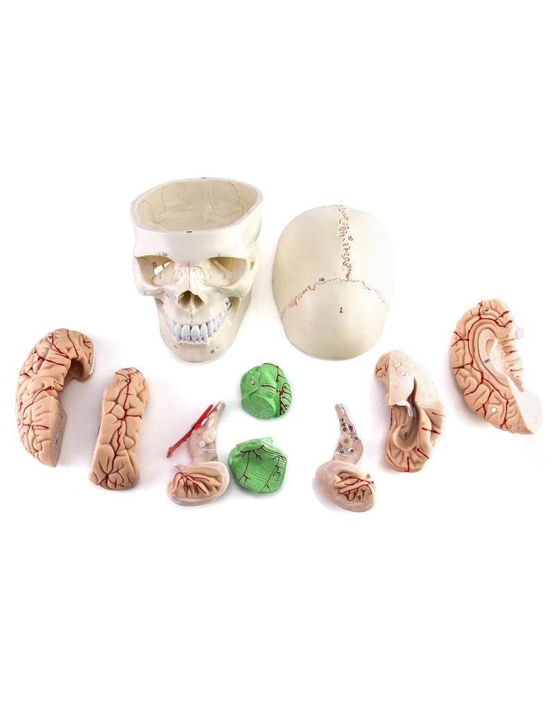 QWORK Human Skull and Brain Anatomy Model, 11 Parts, Life Size, Numbered, Anatomically Accurate, for Science Teaching Learning - Image 5