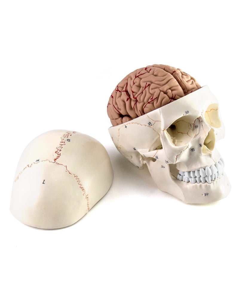 QWORK Human Skull and Brain Anatomy Model, 11 Parts, Life Size, Numbered, Anatomically Accurate, for Science Teaching Learning - Image 3