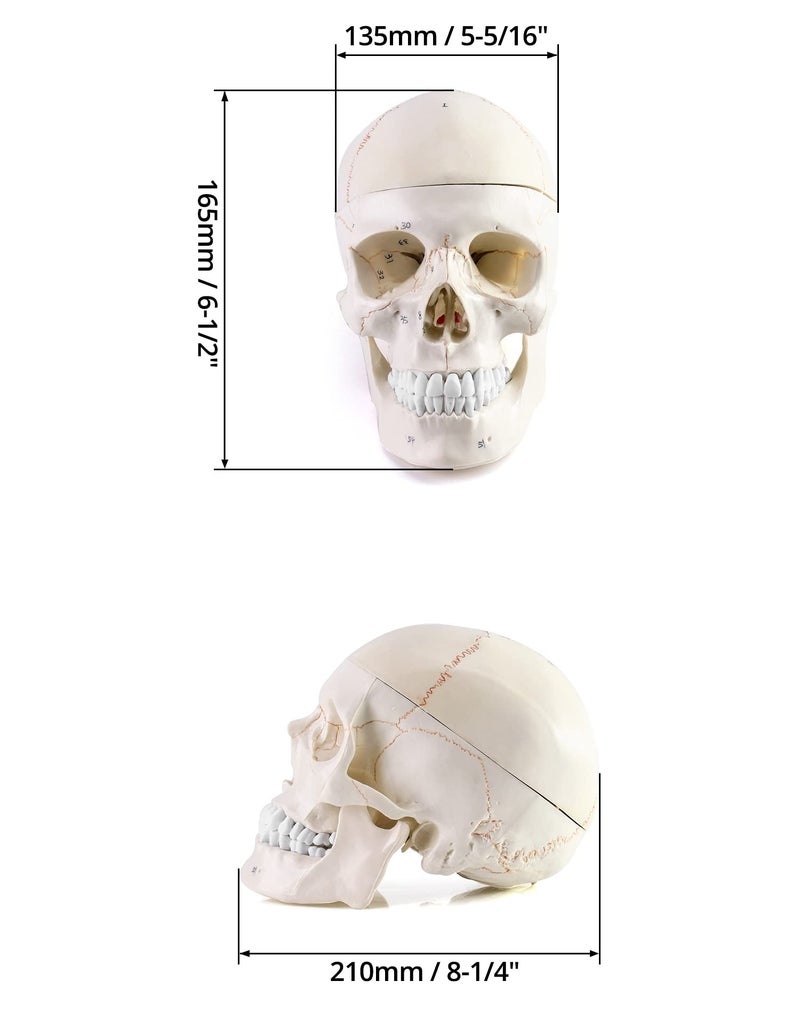 QWORK Human Skull and Brain Anatomy Model, 11 Parts, Life Size, Numbered, Anatomically Accurate, for Science Teaching Learning - Image 2