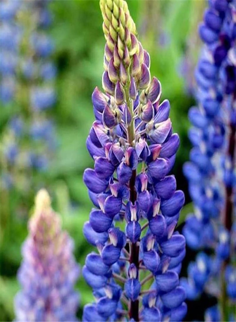 GGOOT 300Pcs Large Pack Wild Flower Seeds | Fast Growth Decorative Natural Floral Plant Seeds Assorted Pack for Garden Seeds 1size  - Image 2