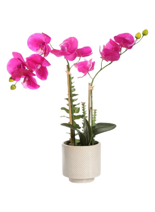 Real Touch Orchid in Ceramic Pot 47cm - pzsku/ZBC2EA0AC0B393E54BCC6Z/45/_/1687445817/bb0b8e55-9b6c-4a8e-b510-28b3b6e7473b