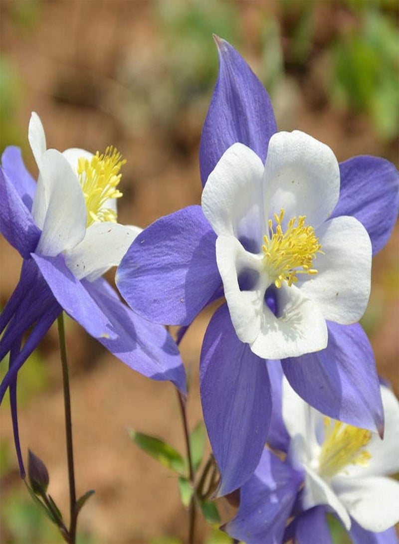 GGOOT 100PCS Columbine/Aquilegia Seeds Lovely Fragrance Adaptable Courtyard Decoration Does Not Require Much Care Convenience Planting - Image 2