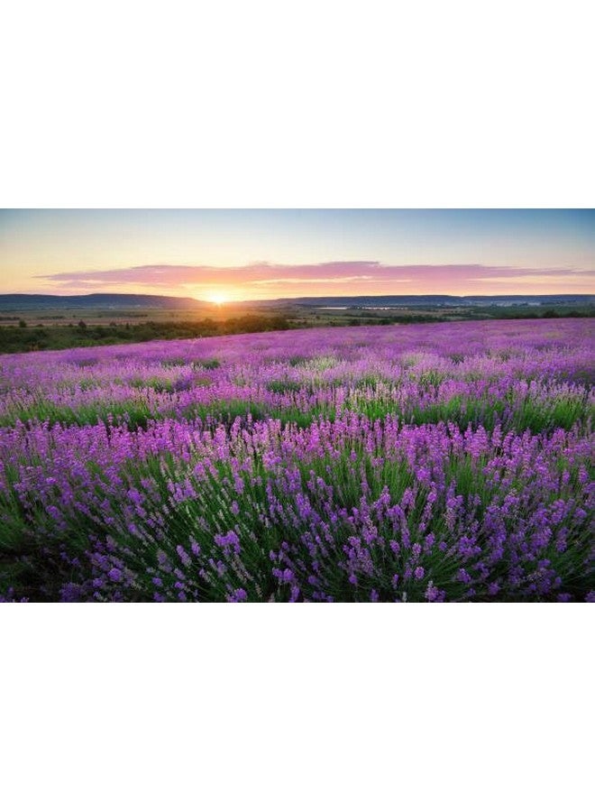 إيكوس منتجات صديقة للبيئة - جددي يديكِ بفوائد نباتية: عبوة إعادة تعبئة صابون اليدين برائحة اللافندر (عبوة من قطعتين - 32 أونصة لكل عبوة) - Image 2