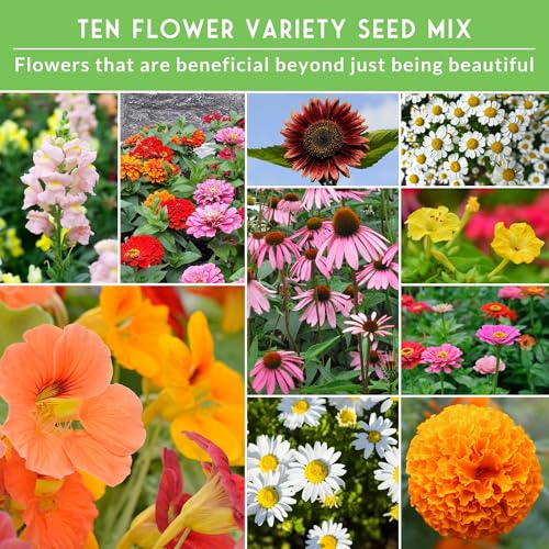 SURVIVAL GARDEN SEEDS 10 Flower Seed Collection for Planting | Zinnia, Sunflower, Marigold, Snapdragon, Nasturtium, Morning Glory, Chamomile, Shasta Daisy, Purple Coneflower, Four O’Clock - Survival Garden Seeds - Image 4