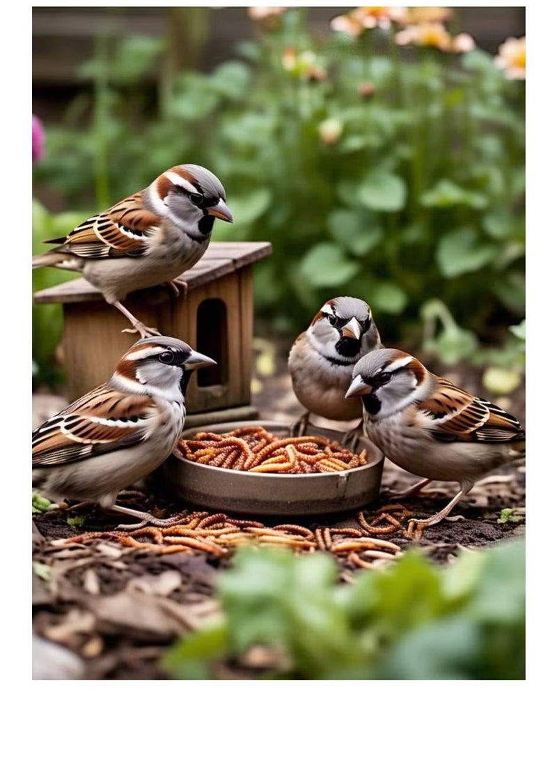 ديدان الوجبة المجففة بنية [الوزن - 500 جرام] - Image 5