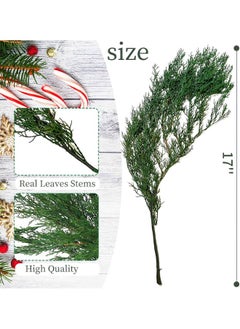 Generic Tavkite 4OZ Preserved Real Pine Leaves Branches -17'' Natural Greenery Plants Pine Twigs Stems Pine Needles Evergreen Picks for Garland Wreath Xmas Wedding Home Party Decor Indoor Outdoor Decoration  - Image 4