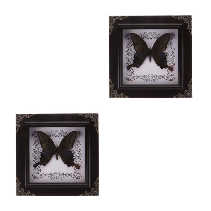 2pcs Butterfly Display Frame Butterfly Specimen Framed Display - Image 1