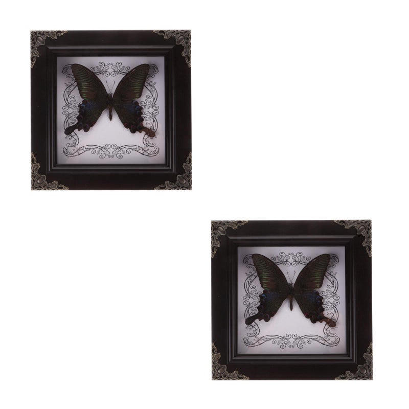 2pcs Butterfly Display Frame Butterfly Specimen Framed Display - Image 5