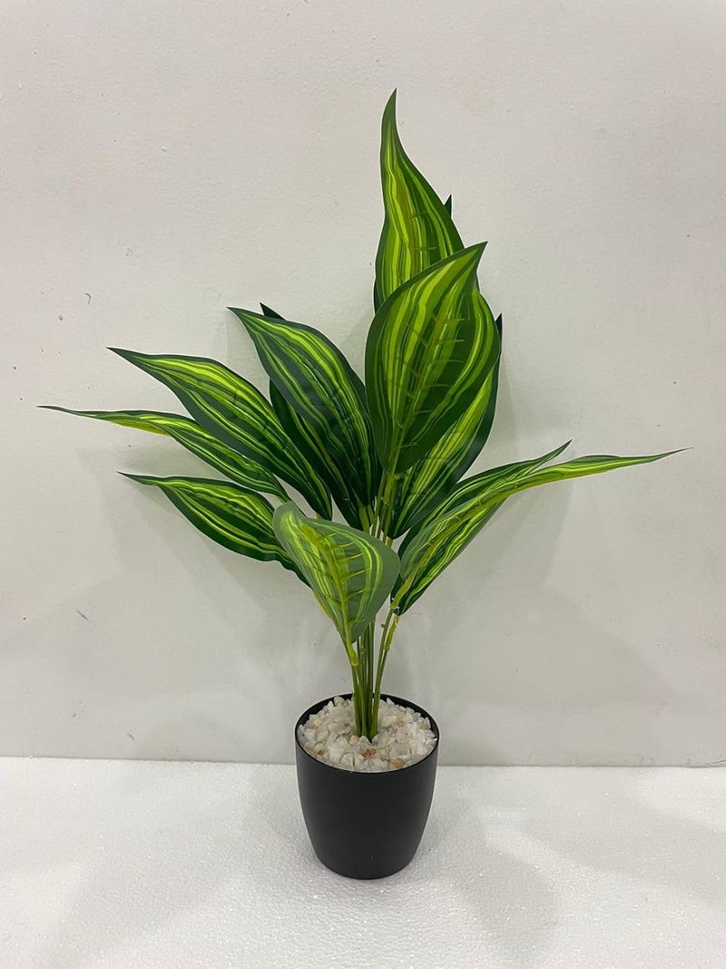 Home Bloom Beautiful Artificial Plastic Dracaena Plant Mini Bush Basic Black Pot for Interior DecorHome DecorOffice Decor 50 cm Tall Green 50 cm Tall Dracaena