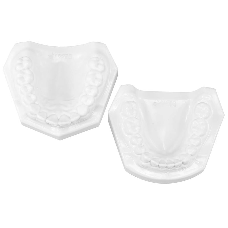 Standard Tooth Model with White Corundum Teeth and Gum for Adult Teaching and Oral Hygiene Demonstrations - Image 1