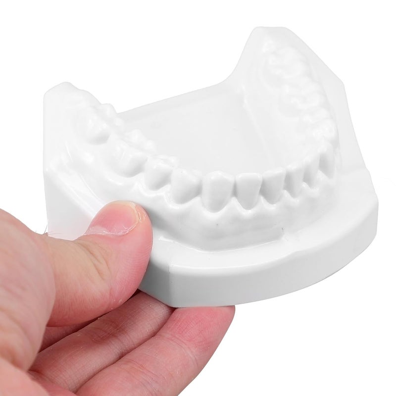 Standard Tooth Model with White Corundum Teeth and Gum for Adult Teaching and Oral Hygiene Demonstrations - Image 3