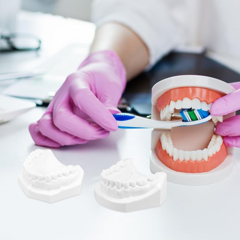 Standard Tooth Model with White Corundum Teeth and Gum for Adult Teaching and Oral Hygiene Demonstrations - Image 5