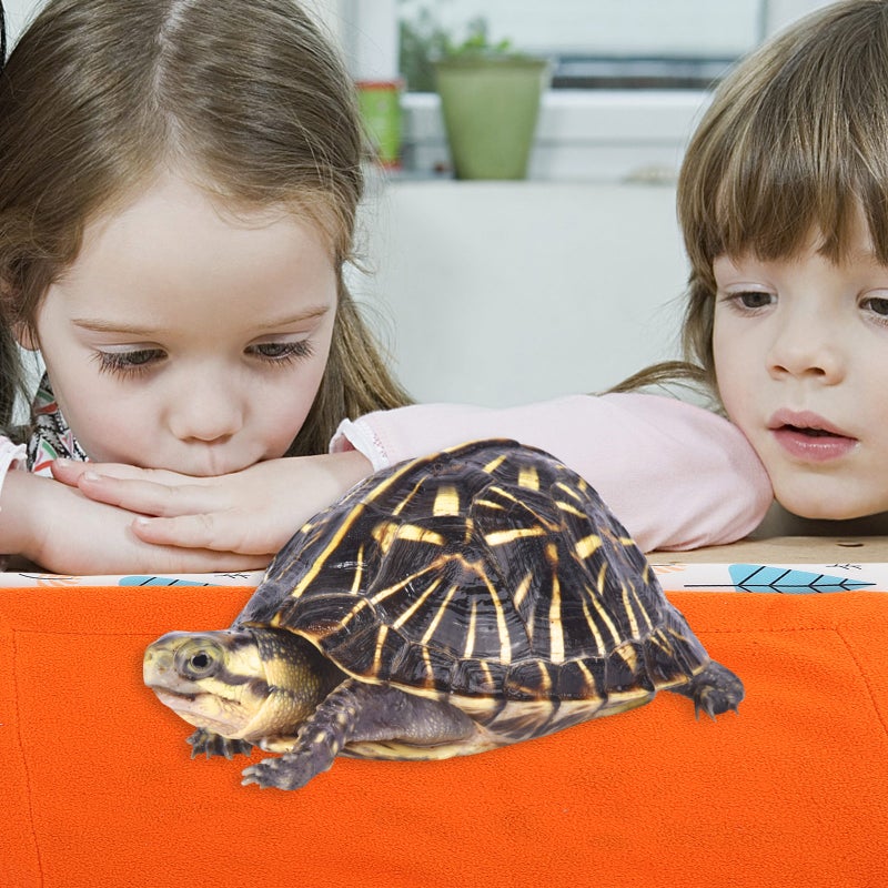 Reptile with Pillow Reptile Pets Cushion Lizard Comfortable Mat Pet Supply - Image 3