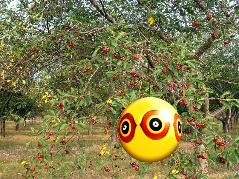 Bird-X Scare-Eye Bird Repellent Predator Eyes Balloon - Yellow - Image 3
