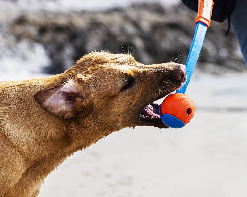 Chuckit! High-Bounce Rubber Fetch Ball, Large (3 Inch), Pack of 1, Assorted Colors, For Large Breeds - Image 2