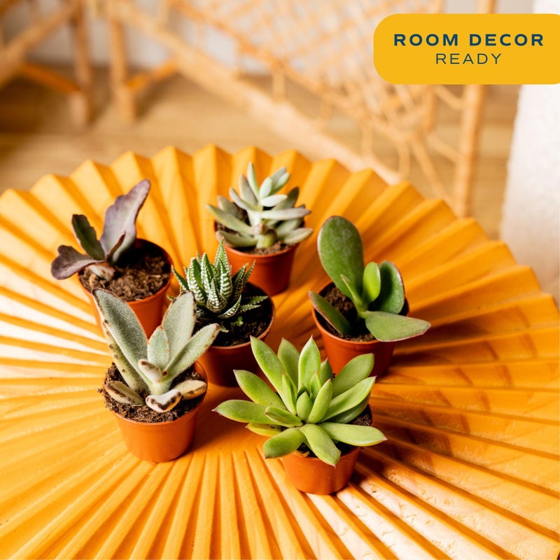Costa Farms Mini Succulent Live Plants in Plastic Pots, Easy to Maintain Indoor Succulents, Houseplants for Home, Room, or Office Decor, House Warming or Birthday Gift, 2-3.5 Inches Tall, Pack of 6 - Image 2