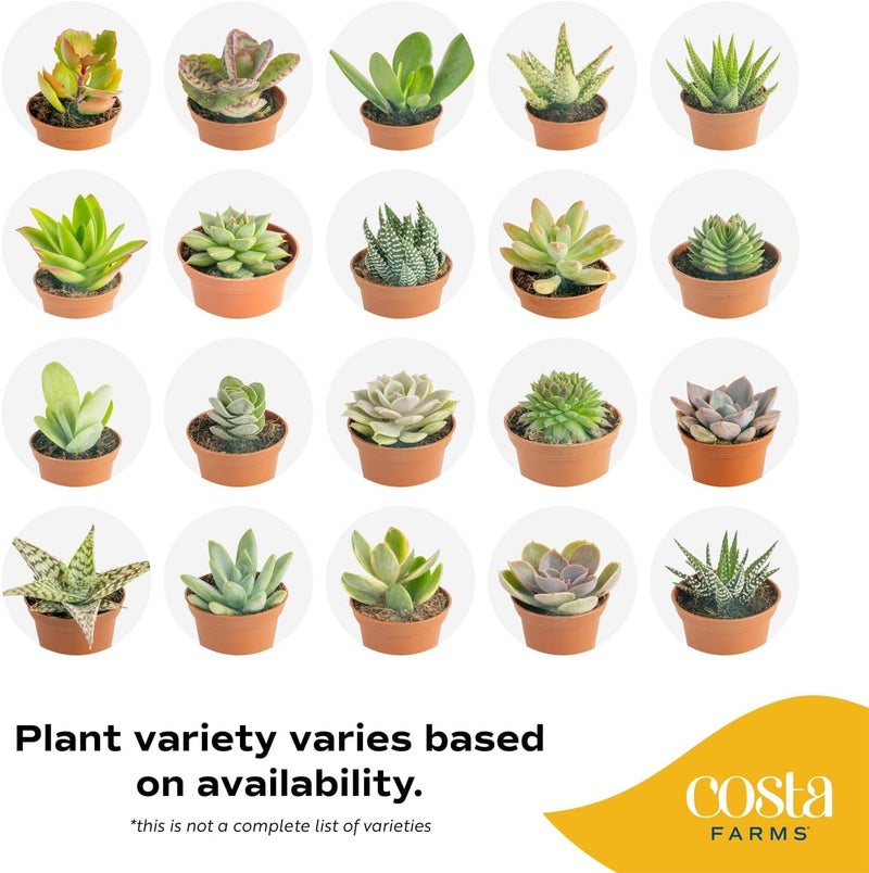 Costa Farms Mini Succulent Live Plants in Plastic Pots, Easy to Maintain Indoor Succulents, Houseplants for Home, Room, or Office Decor, House Warming or Birthday Gift, 2-3.5 Inches Tall, Pack of 6 - Image 3