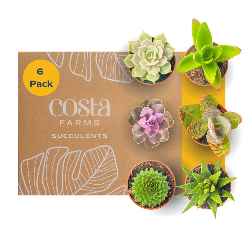 Costa Farms Mini Succulent Live Plants in Plastic Pots, Easy to Maintain Indoor Succulents, Houseplants for Home, Room, or Office Decor, House Warming or Birthday Gift, 2-3.5 Inches Tall, Pack of 6 - Image 1