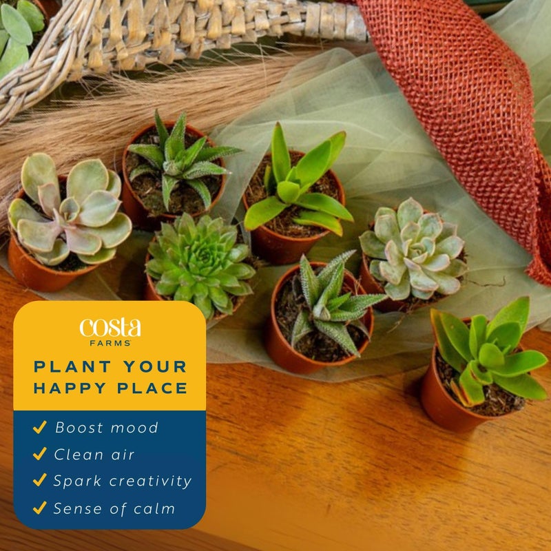 Costa Farms Mini Succulent Live Plants in Plastic Pots, Easy to Maintain Indoor Succulents, Houseplants for Home, Room, or Office Decor, House Warming or Birthday Gift, 2-3.5 Inches Tall, Pack of 6 - Image 5
