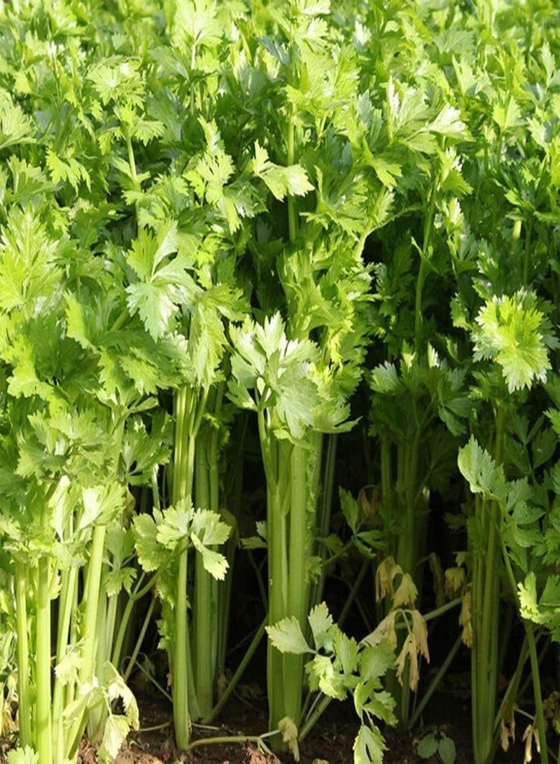 جي جوت 500 قطعة من بذور الكرفس، خضراوات طبيعية، زينة زخرفية تجعل الهواء أكثر نقاءً، مناسبة للزراعة في الحدائق الداخلية والخارجية - Image 2