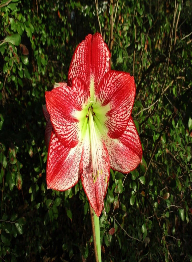 جي جوت 2rote Amaryllis Zwiebeln mehrjährige Blumen einzigartige Blütenblätter die ALS perfekte frische Schnittblumen verwendet Werden können die das ganze Jahr über wachsen blühen einzigartiger Geruch - Image 2