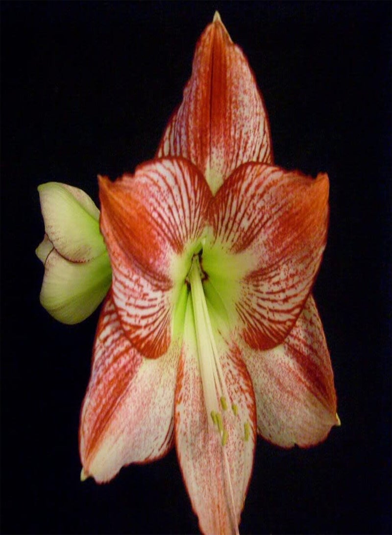 جي جوت 2rote Amaryllis Zwiebeln mehrjährige Blumen einzigartige Blütenblätter die ALS perfekte frische Schnittblumen verwendet Werden können die das ganze Jahr über wachsen blühen einzigartiger Geruch - Image 1