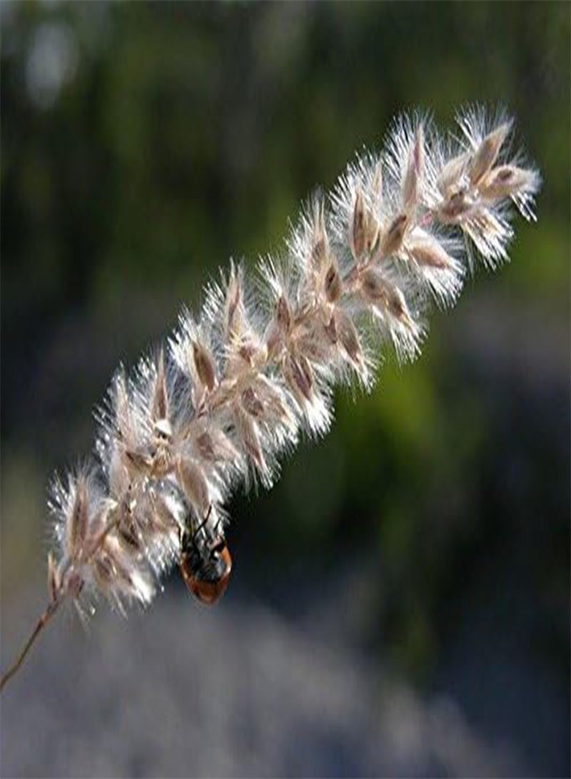 GGOOT Melica Ciliata (100 seeds), Silky Spike Melic Ornamental - Image 2
