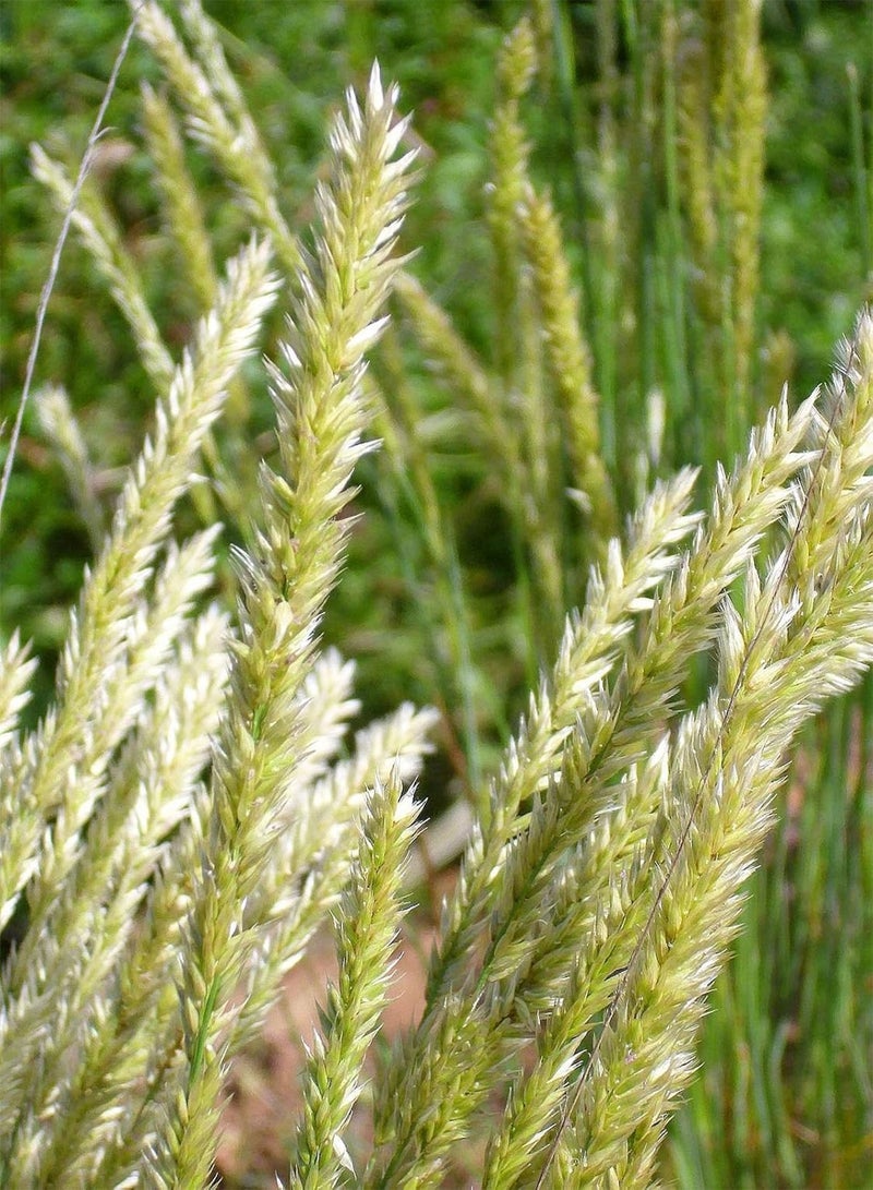 GGOOT Melica Ciliata (100 seeds), Silky Spike Melic Ornamental - Image 1