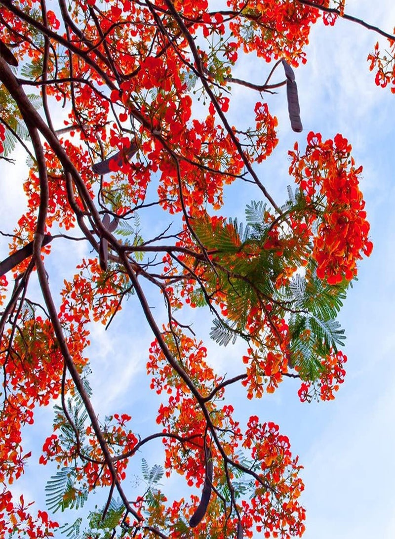 GGOOT 20Pcs Poinciana Seeds Fire Red Flowers Form A Beautiful Landscape in The Garden Easy Planting Low Maintenance Loved by Gardeners - Image 2