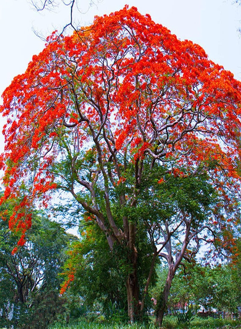 GGOOT 20Pcs Poinciana Seeds Fire Red Flowers Form A Beautiful Landscape in The Garden Easy Planting Low Maintenance Loved by Gardeners - Image 1