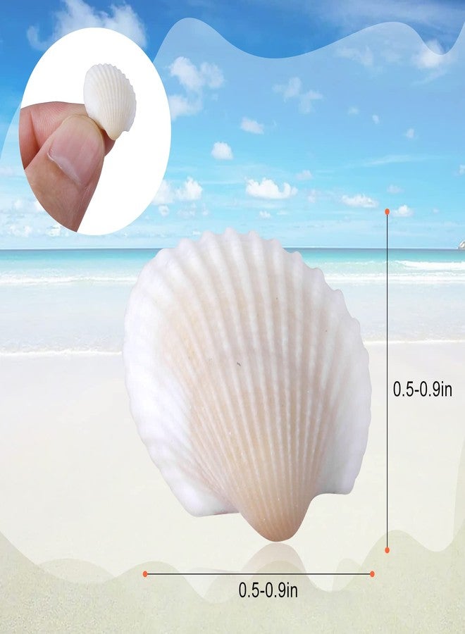 PPCLION 1000pcs Natural Tiny Small Sea Shells White Clam Shells for DIY Craft, Jewelry Making, Home Decor, Vase Fillers - Image 2