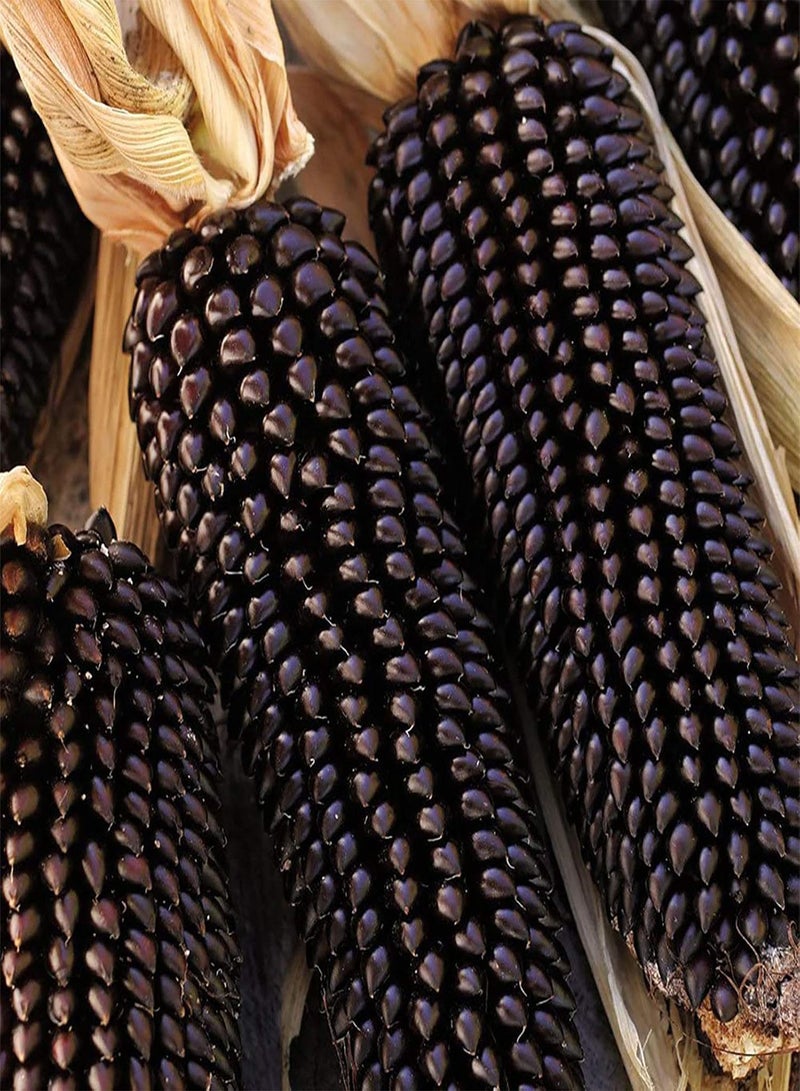 GGOOT 1 Bag Corn Seeds for Planting, Natural Fresh Lightweight Rustic Maize Seeds for Garden Easy to Plant,Gardening,Home Decor - Black Corn Seeds - Image 2