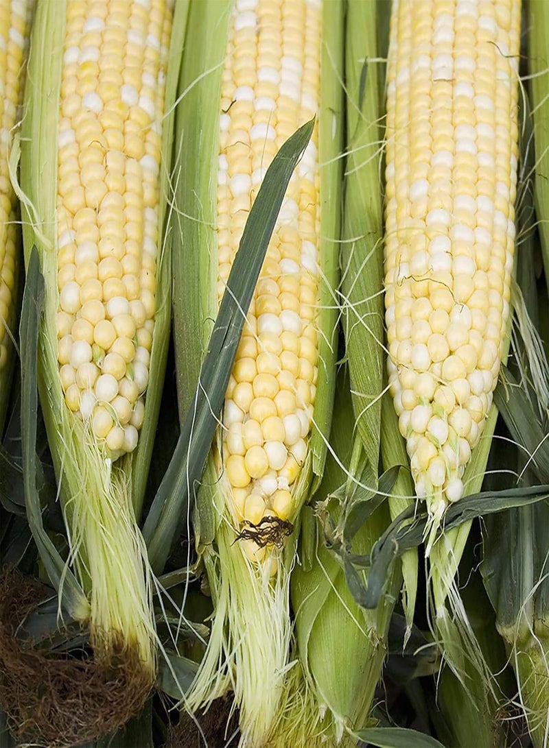 GGOOT 1 Bag Corn Seeds for Planting, Natural Fresh Lightweight Rustic Maize Seeds for Garden Easy to Plant,Gardening,Home Decor - Black Corn Seeds - Image 4