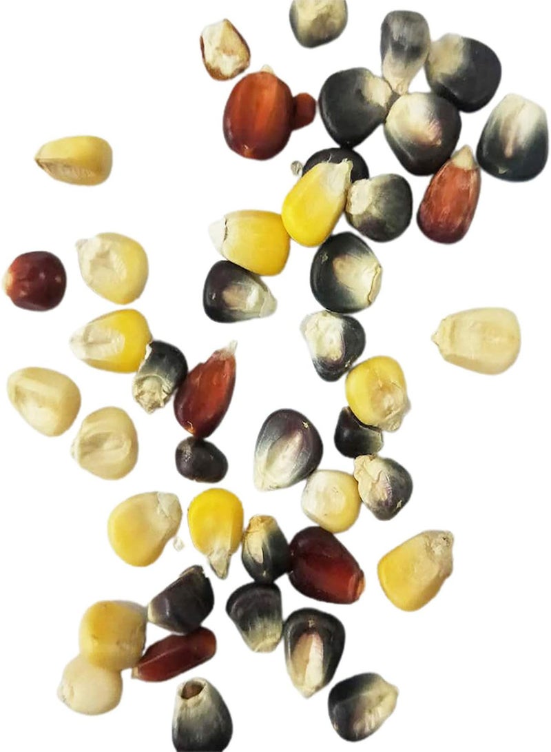 GGOOT 1 Bag Corn Seeds for Planting, Natural Fresh Lightweight Rustic Maize Seeds for Garden Easy to Plant,Gardening,Home Decor - Black Corn Seeds - Image 5