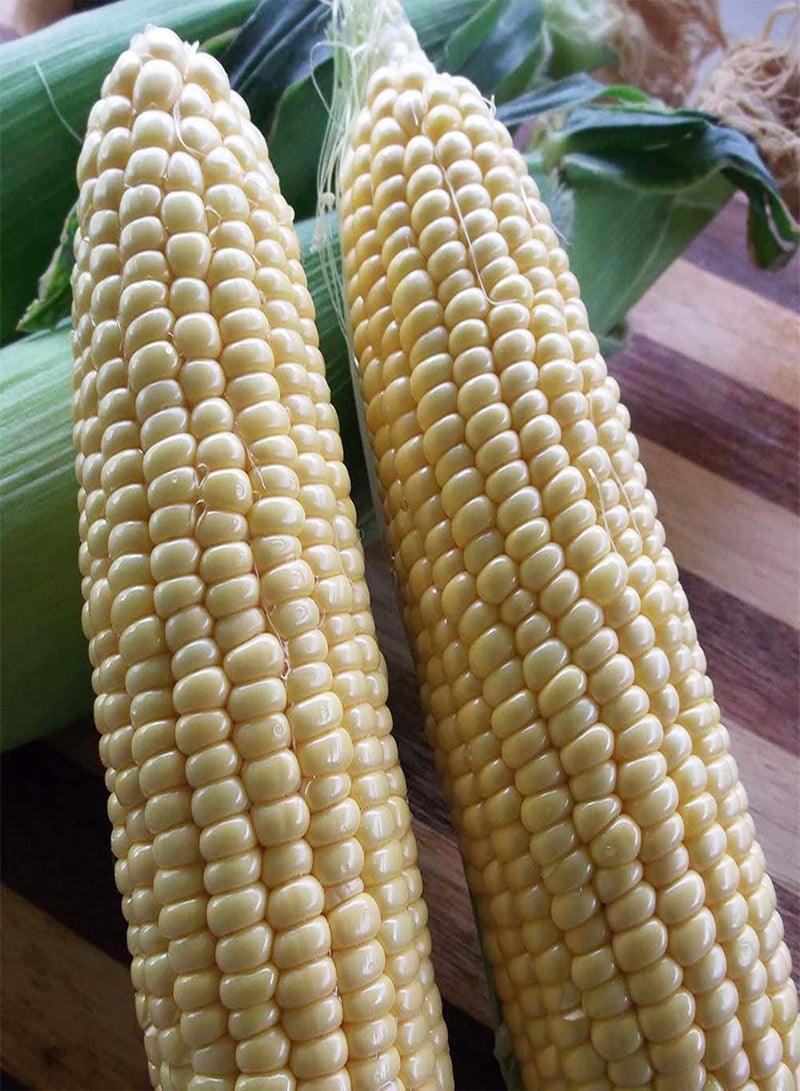 GGOOT 1 Bag Corn Seeds for Planting, Natural Fresh Lightweight Rustic Maize Seeds for Garden Easy to Plant,Gardening,Home Decor - Black Corn Seeds - Image 3