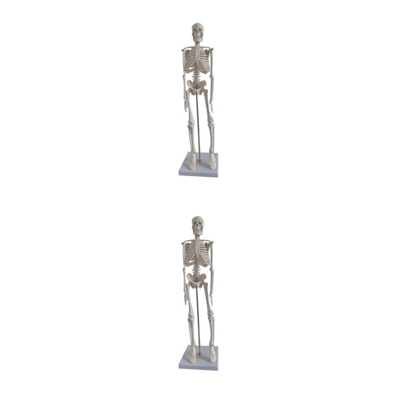 2pcs Skeleton Human Skeleton Model Scientific Model for Anatomy - Image 1