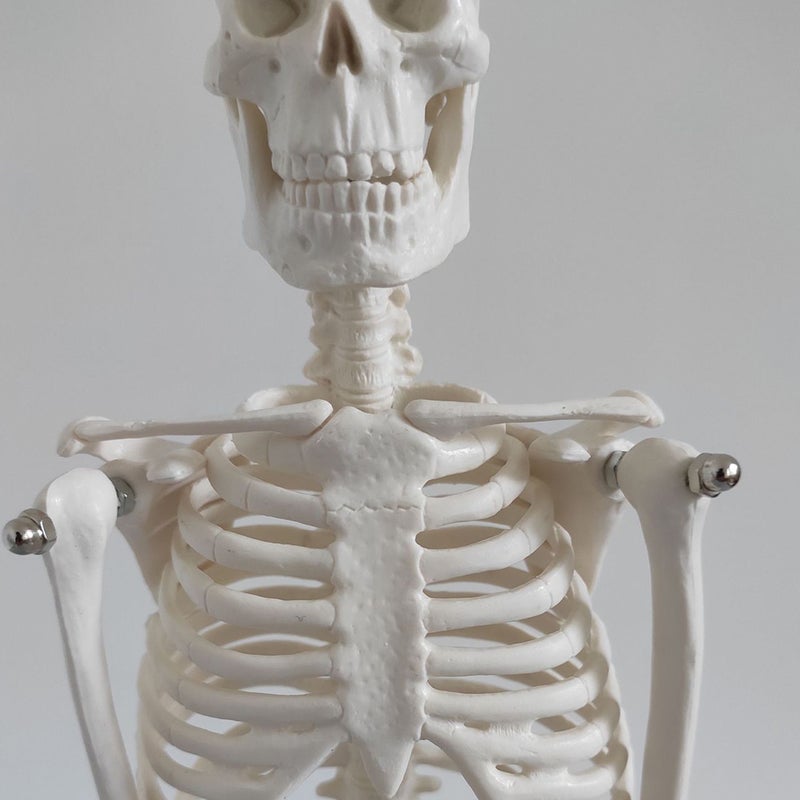 2pcs Skeleton Human Skeleton Model Scientific Model for Anatomy - Image 4
