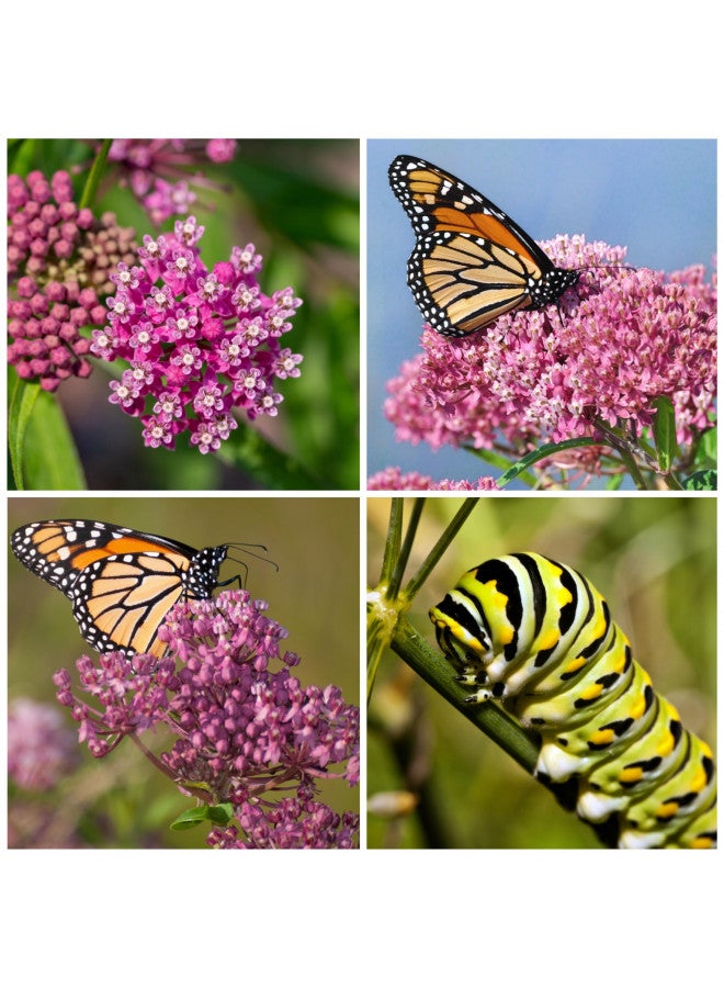 بذور حليب المستنقع الوردية من Seed Needs للزراعة (Asclepias incarnata) تراثية، مفتوحة التلقيح وغير معالجة، تجذب فراشات الملك (2 عبوات)