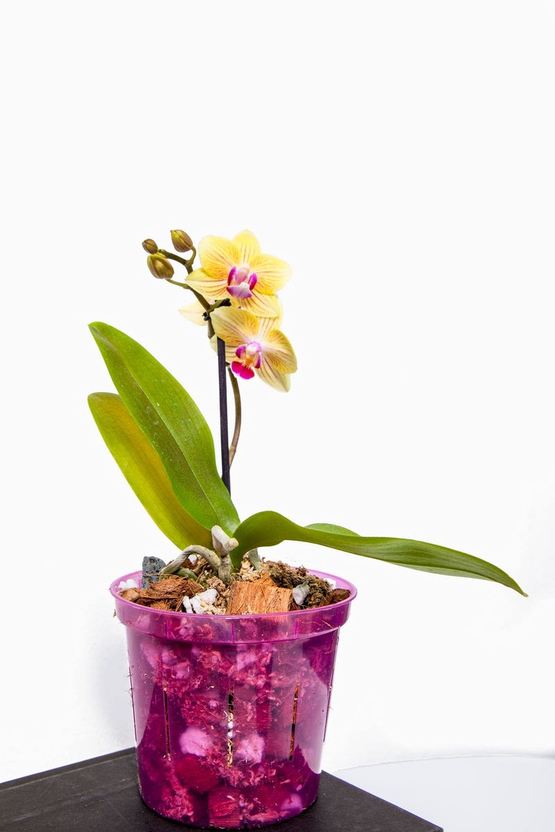 rePotme Orchid Food - Feed ME! MSU Orchid Fertilizer - RO/Rain/Tap Water (8 oz) - Image 5