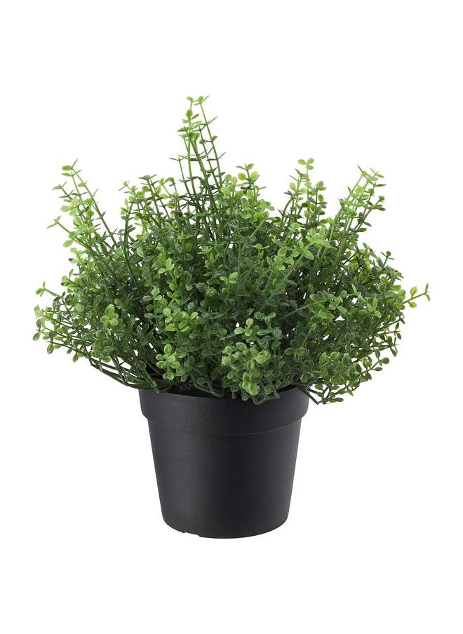 Generic Artificial potted plant, in/outdoor Baby’s tears, 9 cm  - Image 1