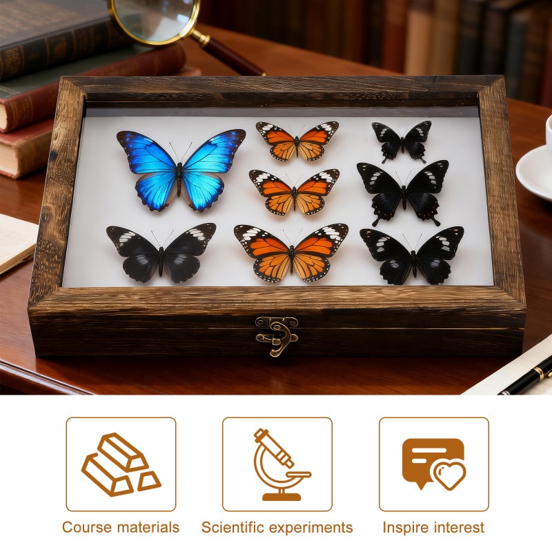 2 Sets Display Box Insect Display Case Box with - 12.18X8.65X1.57in Wood Specimen Storage Frame for Butterfly and Collection - Image 3