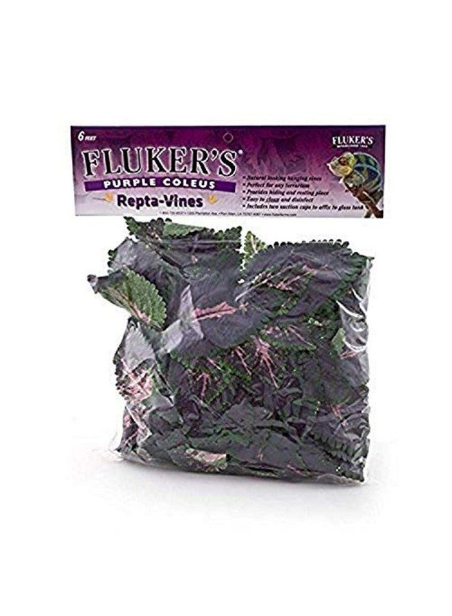 فلكرز نباتات فلوكر ريبتا للزواحف والبرمائيات، نباتات كوليوس أرجوانية - Image 1