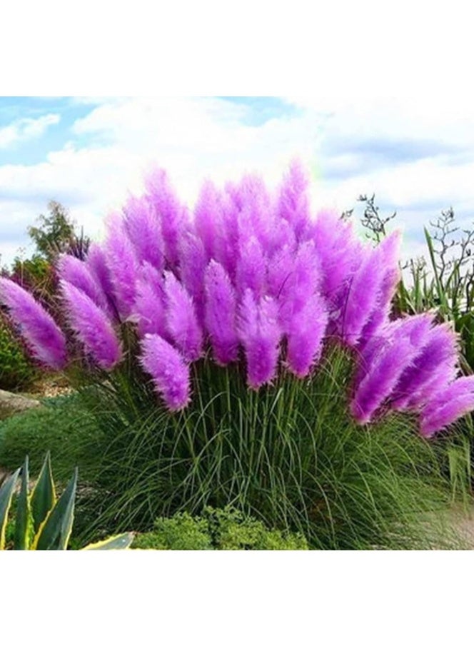 Pampas Grass Seeds100Pcs Pampas Seeds Natural High Germination Easy Planting Pampas Grass Seeds for Courtyard Purple - Image 1