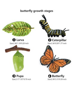 Daytoyz Butterfly Growth Cycle Toys Growth Stage Toys Butterfly Life Cycle Model Set Education Animal Figures Toys for Kids  - Image 2