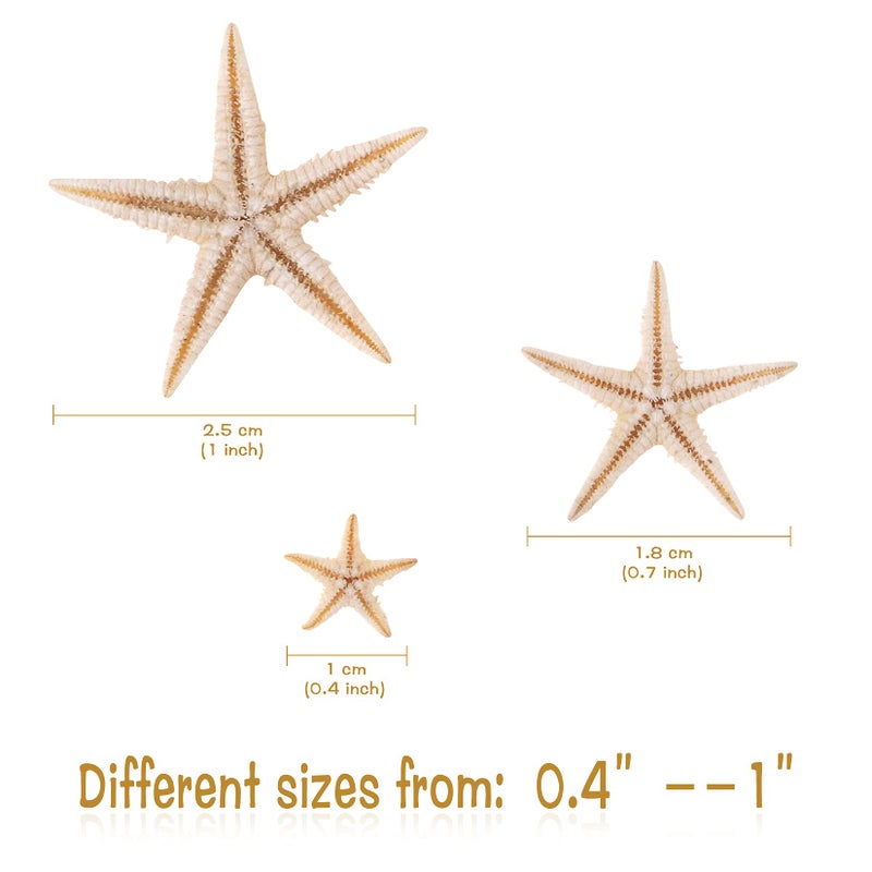 PPCLION 100 Pcs Small Starfish Star Sea Shell Beach for Craft 0.4"-1" - Image 2